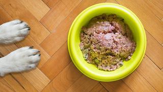 Consejos para lavar el plato de comida de tu perro