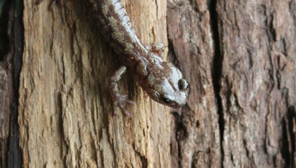 Salamandra errante (Aneides vagrans). Foto: National Geographic