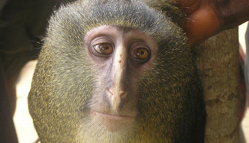 El lesula es un mono bastante conocido por los lugareños de la cuenca del Lomami (República Democrática del Congo), pero desconocido por la ciencia hasta hace poco. (BBC Mundo)