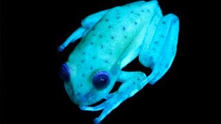 Conoce a la primera rana fluorescente conocida en el mundo [FOTOS]
