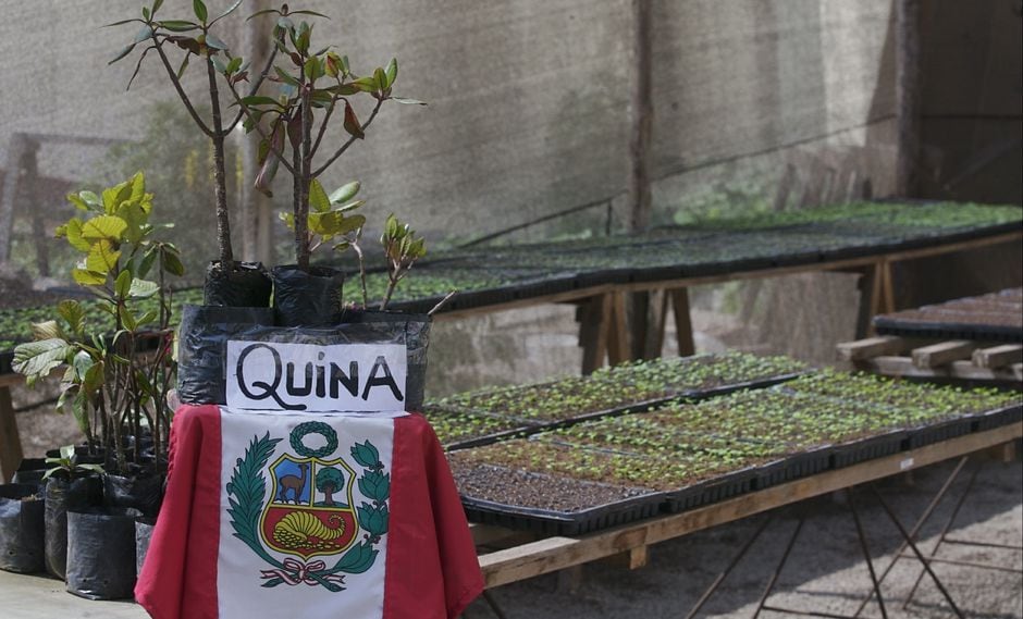 La quina, el árbol en peligro de extinción que podría proveer el fármaco para luchar contra el coronavirus. (Foto: GEC)