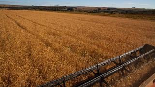 Demanda de exportación de trigo de la Unión Europea aumenta por freno en suministros de Ucrania y Rusia 