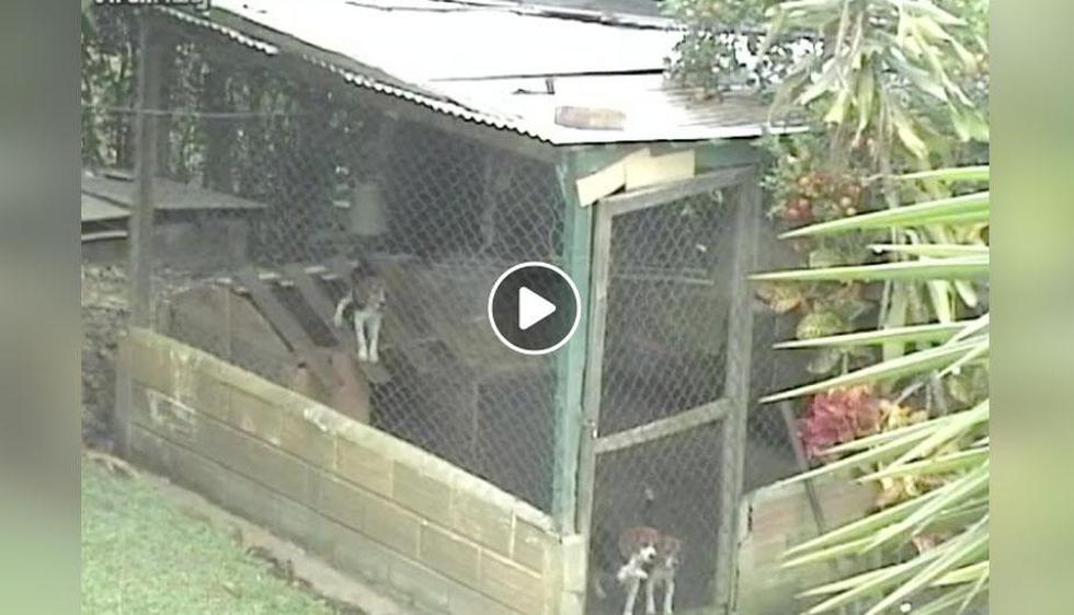 Este Beagle es el protagonista del video viral del día luego de que se escape de manera increíble de una jaula. | Facebook