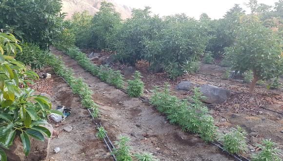 Plantaciones de marihuana estaban en medio de sembríos de palta (PNP)