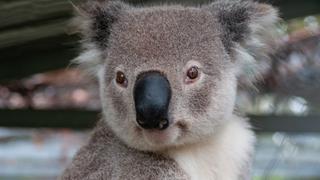 La obstinación de un koala que no quiere ser rescatado de una carretera de Australia