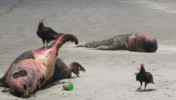 Policía halló 500 lobos marinos muertos en playa de Chimbote. (Perú21)