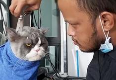 Gato causa furor por su expresión de disgusto mientras le cortan el pelaje