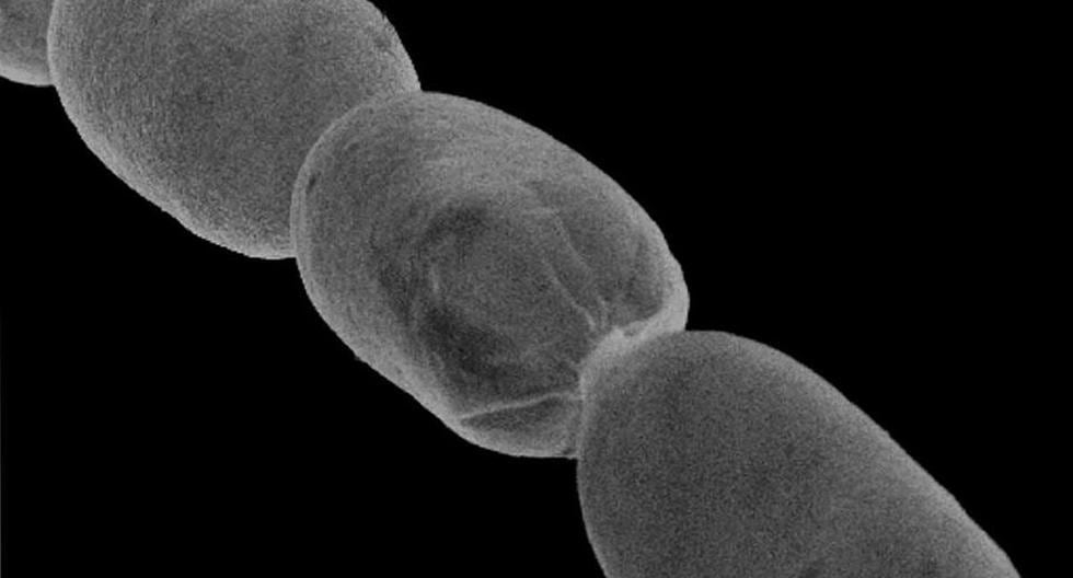 They detect bacteria so large you can see them with the naked eye |  flag |  bacteria |  Sciences