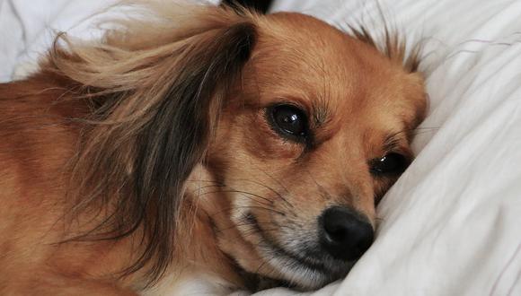Perrito en depresión (Foto: Pixabay).
