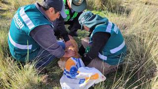 Puno: Rescatan a dos vicuñas e inicia investigación a infractores por posesión ilegal de fauna silvestre