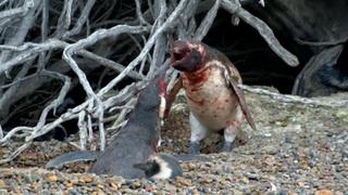 Un pingüino es víctima de infidelidad en un violento y triste video de NatGeo
