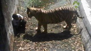 India: Tigre blanco mató a un joven en zoológico de Nueva Delhi [Video]