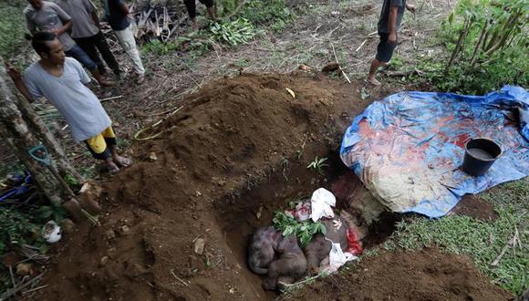 Los veterinarios realizarán la autopsia del mamífero, que fue enterrado en el refugio para elefantes de Sare. (Foto: EFE)