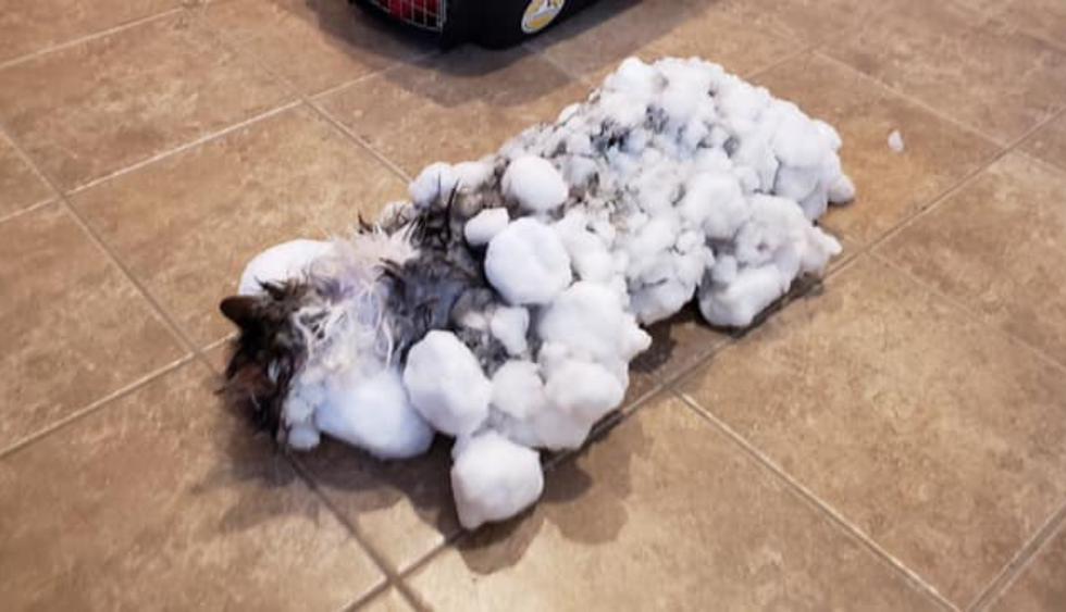 Gata usó una de sus nueve vidas tras quedar congelada y sepultada bajo la nieve. (Fotos: Animal Clinic of Kalispell en Facebook)