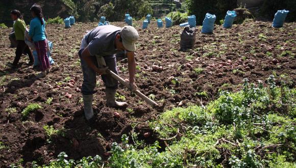 Óscar Zea indicó la semana que los agroexportadores recibirán incentivos tributarios de acuerdo a la cantidad de productos que adquieran de los pequeños agricultores. (Foto: GEC)