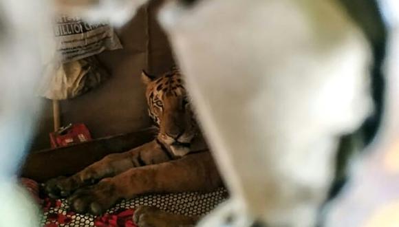 Un tigre del Parque Nacional de Kaziranga refugiándose en una tienda después de las fuertes lluvias monzónicas en el estado indio de Assam. (Foto: AFP)