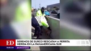Perrita herida en la Panamericana Sur fue rescatada por los serenos de Surco
