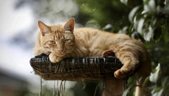 Gato fue acusado falsamente de haber causado muerte de pequeña. (Foto: Referencial / Pixabay)