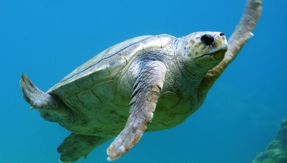 El video de la tortuga fue reproducido en más de 3 mil ocasiones. (Foto: Referencial - Pixabay)