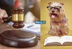 Abogado citó a un perrito para que declare como testigo en audiencia en México [VIDEO]