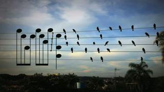 ¿Qué canción componen las aves que se posan en el tendido eléctrico? [Video]