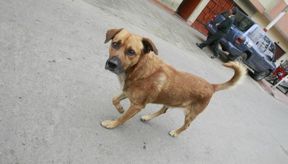 Iniciativa busca reducir cifras de canes que viven en la calle. (USI)