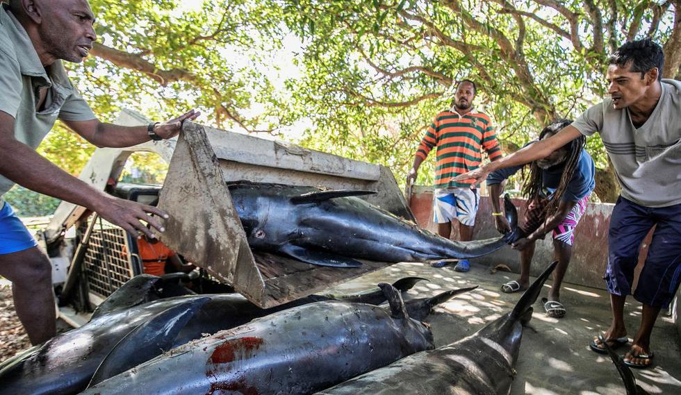 Los cadáveres de ballenas cabeza de melón (Peponocephala electra), también conocidos como delfines Electra, se cargan en un camión después de lavarse en Grand Sable, Mauricio. (Foto: EFE / Laura Morosoli)