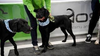 Francia: entrenan perros para detectar el COVID-19 a través de la transpiración humana