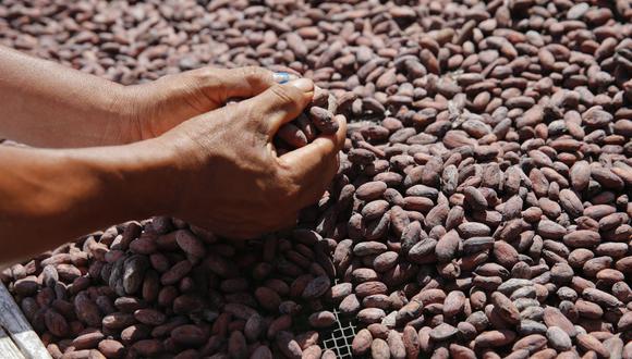 Sobresale el crecimiento de los departamentos de San Martín (+6.6%) con las colocaciones de cacao en grano. (Foto: GEC)