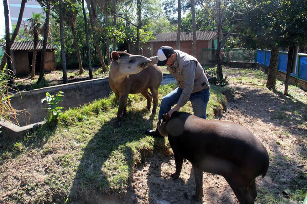 Los cinco meses que llevan sin visitantes debido a la pandemia del coronavirus son un alivio para los animales del zoo de Santa Cruz, en Bolivia. (Foto: Juan Carlos Torrejón / EFE)
