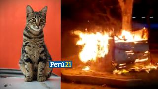 ¡Asesinos! Sujetos incendiaron albergue con decenas de gatitos dentro en Colombia (VIDEO)