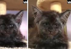 YouTube viral: Usuarios sorprendidos (y algunos asustados) por un gato con 'cara de hombre'