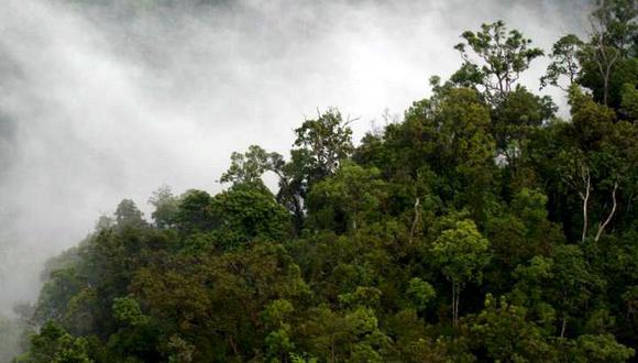 Según Global Forest Watch, 2018 fue el cuarto peor año en términos de deforestación de la selva tropical, por detrás de 2016, 2017 y 2014. (Foto: EFE)