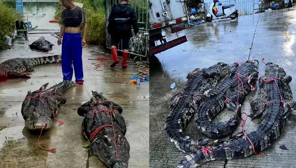 Algunos cocodrilos sí fueron capturados. (Foto: twitter @shanghai daily)
