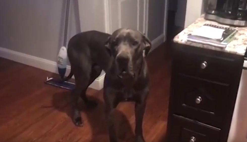 El can, al ser interrogado por su dueño, mostraba signos de culpabilidad. (YouTube: Caters Clips)