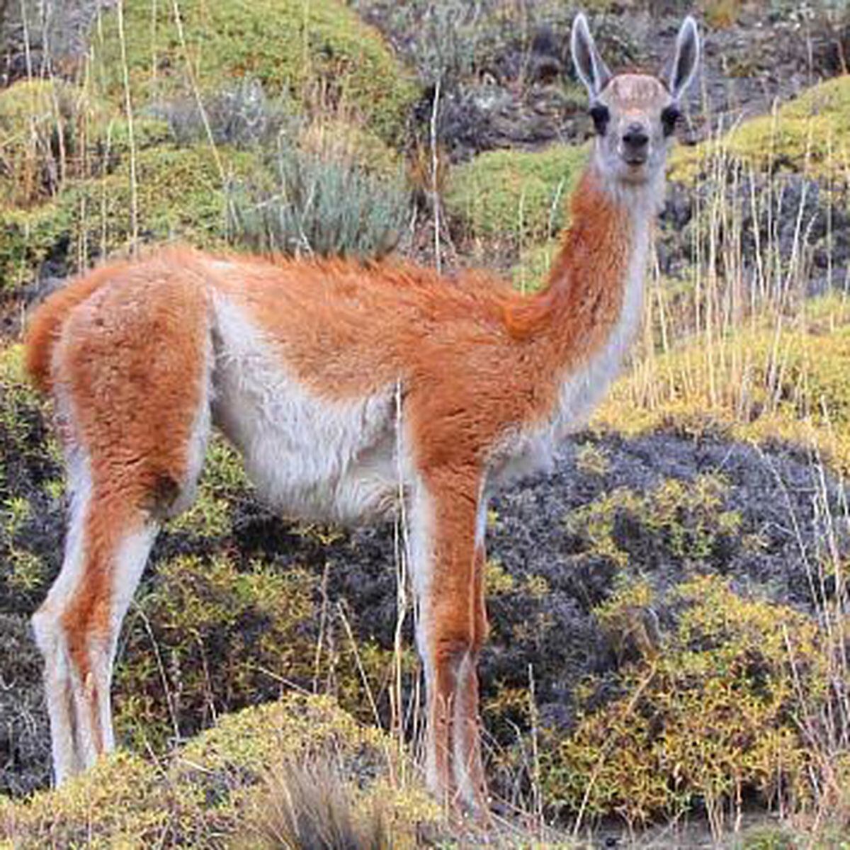 Minagri En Peru Hay 64 Especies En Peligro De Extincion Lima