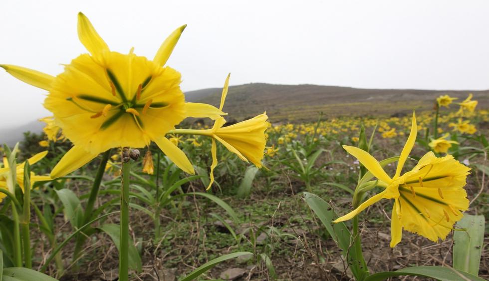 Las lomas de Lúcumo es uno de los puntos donde continúa floreciendo esta flor amarilla. (Foto: Lino Chipana)&nbsp;
