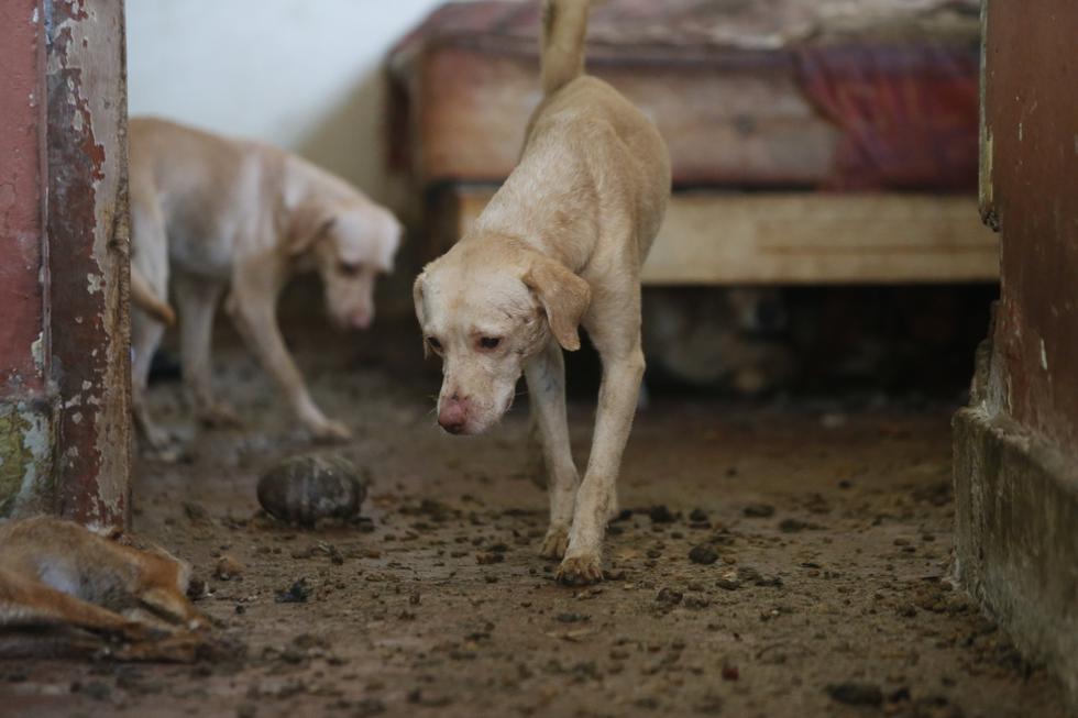 Municipalidad de San Miguel aclara sobre supuesto sacrificio de perros. (Foto: GEC)