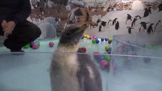 Nace en México primera cría de pingüino gentoo
