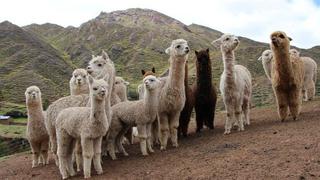 Minagri destina S/ 30 millones para proteger a alpacas y ovinos de bajas temperaturas