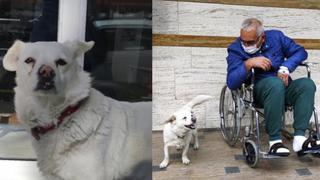 Goncuk, la perrita que esperó por 6 días a su amo enfermo en la puerta de hospital en Turquía