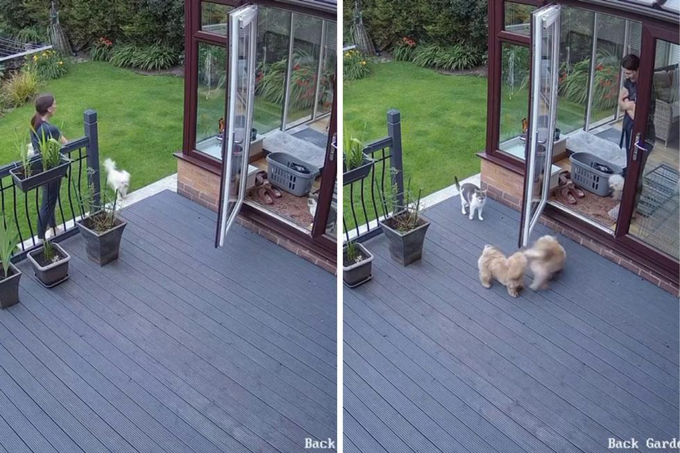 FOTO 1 DE 5 | Un video viral muestra cómo un gato mete a la fuerza a la casa a unos perros traviesos. | Crédito: @katiedavies72 / TikTok. (Desliza a la izquierda para ver más fotos)