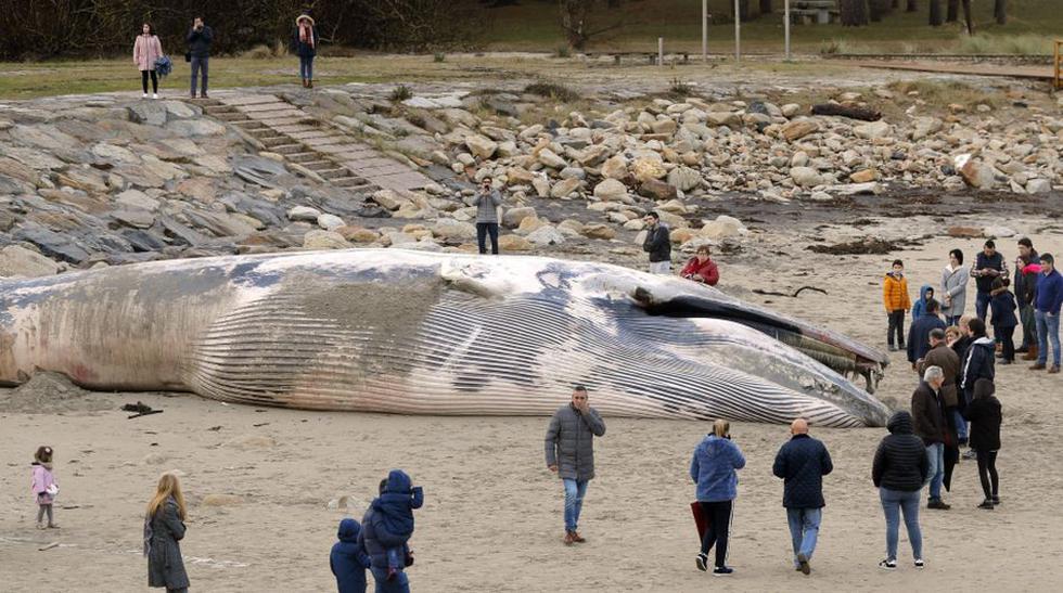 Los cadáveres de seis ballenas de la especie rorcual han sido encontradas en las últimas cuatro semanas en las costas y playas de Galicia. (Foto: EFE)