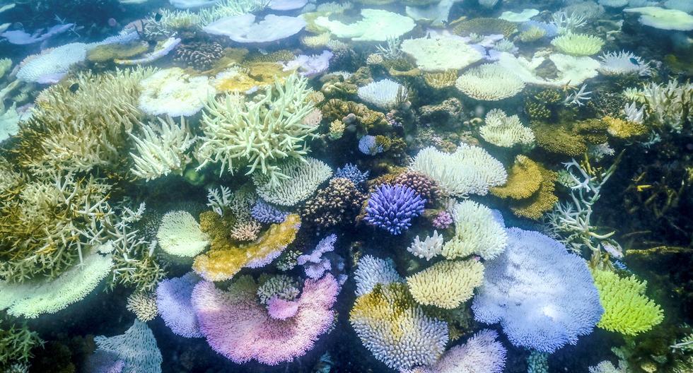 Australia: La Gran Barrera de Coral sufre el peor blanqueamiento jamás registrado |  Calentamiento Global |  MUNDO