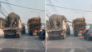 Elefantes ‘roban’ caña de azúcar de un camión aprovechando semáforo en rojo
