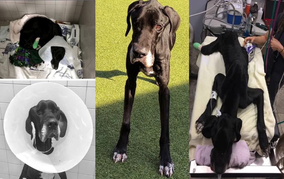 Luke, el perro que se comió su propia pierna para sobrevivir al hambre. (Facebook)
