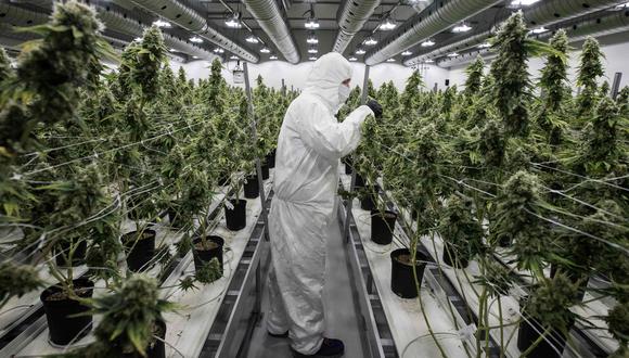 A medida que avanza la regulación, se espera que el mercado legal capture el 40% de las ventas mundiales de cannabis en 2025. (AFP / Lars Hagberg).