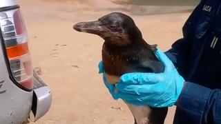 Animales heridos por derrame de petróleo llegan hasta las playas de Barranca [VIDEO]