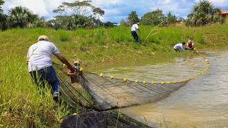 Loreto: Brindarán asesoría técnica y pasantías gratuitas en acuicultura a productores del Vraem 