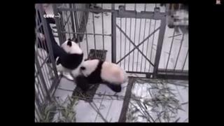 YouTube: Oso panda agarra la pierna de su cuidador para que no lo abandone